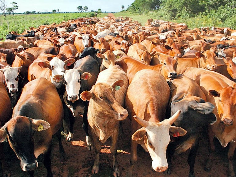 Đàn bò thịt trên đồng cỏ Đông Nam Á