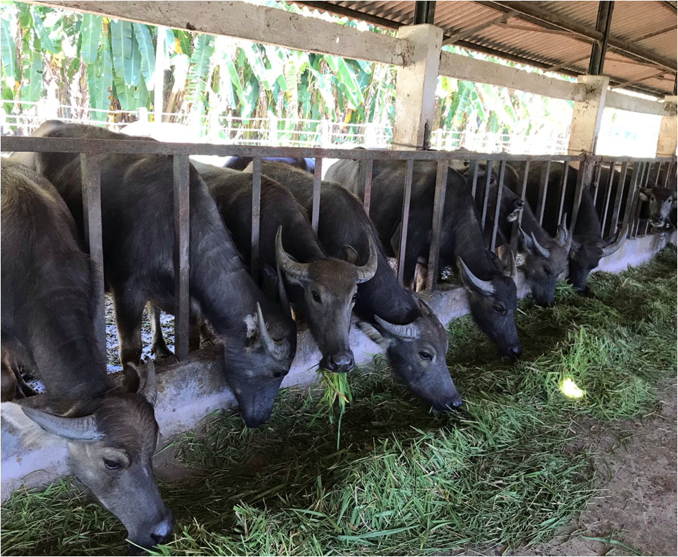 Trang trại đối tác tại Thái Lan