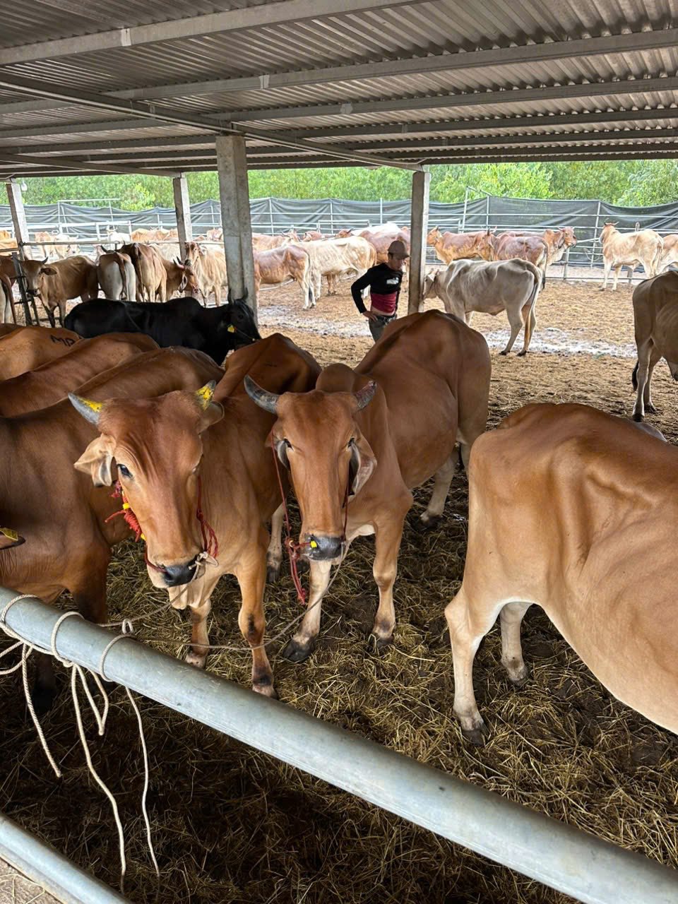 Trâu Bò Thịt - Lào